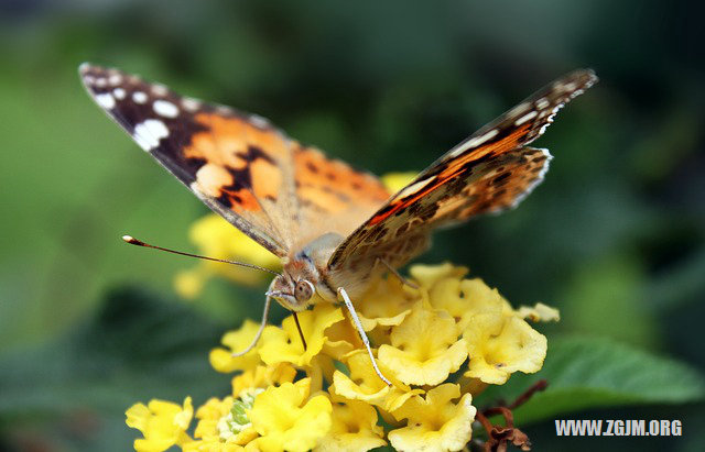 夢見縫衣服_周公解夢夢到縫衣服是什麼意思_做夢夢見縫衣服好不好_周公解夢官網