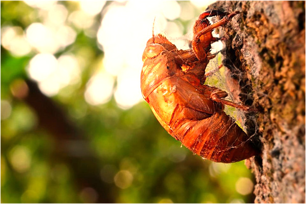 夢到了紅色的蛇纏著我是不是好的徵兆呢_周公解夢官網
