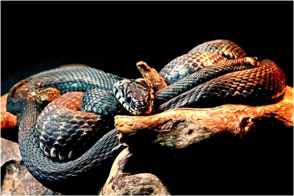 夢見家裡的莊稼地是咋回事_周公解夢官網