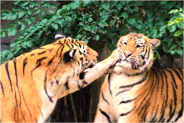 夢到廁所倒了是什麼徵兆_周公解夢官網