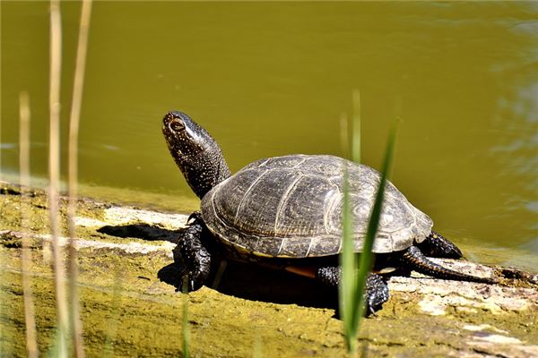 夢見烏龜仙家暗示_周公解夢