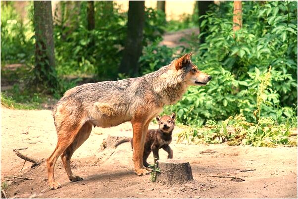 夢見河水漲有什麼預示嗎_周公解夢官網