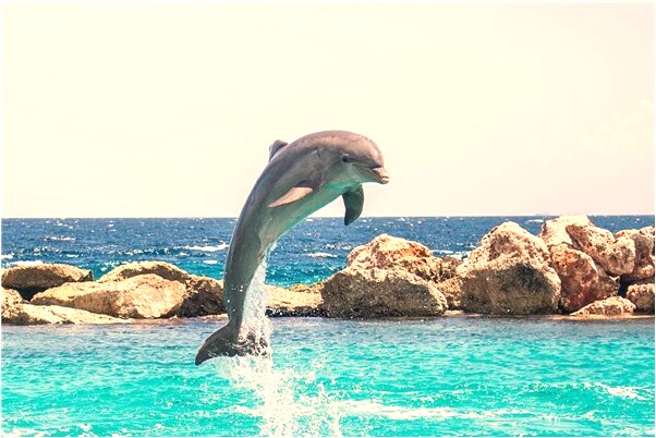 夢到小時候的異性朋友結婚是什麼兆頭_周公解夢官網