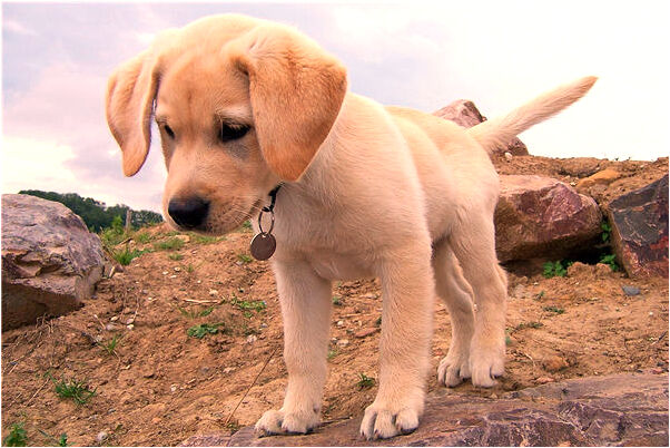 夢到還領一個男孩有何寓意_周公解夢官網