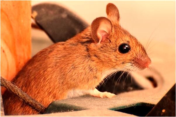 夢見有人拿著剪刀對著我有什麼說法_周公解夢官網