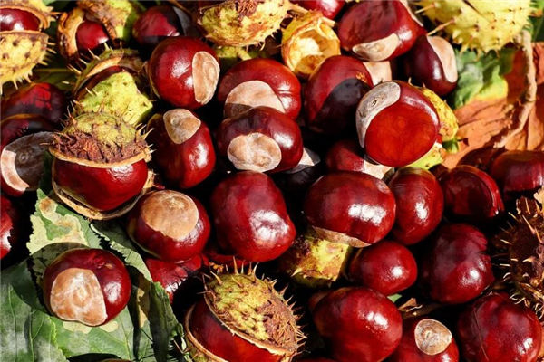 夢見打板栗是什麼意思_周公解夢