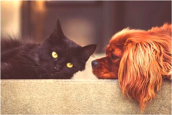 夢見蟒蛇追趕自己是什麼徵兆_周公解夢官網