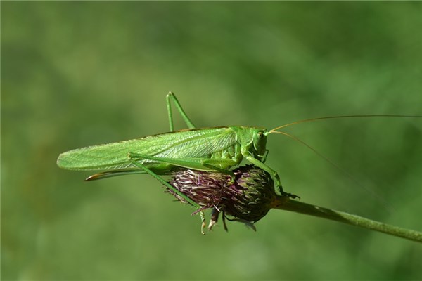 夢到吃螞蚱是啥意思_周公解夢