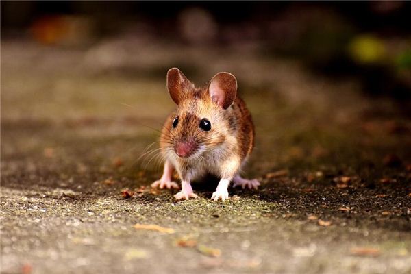 屬鼠的2021年多大年齡_十二生肖