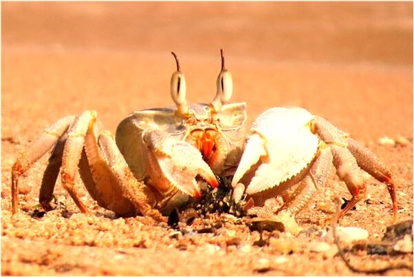 夢到和貓睡了有什麼寓意嗎?_周公解夢官網