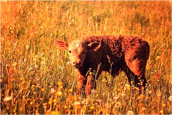夢到了開車遇到碰瓷的是什麼兆頭_周公解夢官網
