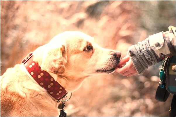 夢到為什麼天天是什麼兆頭_周公解夢官網