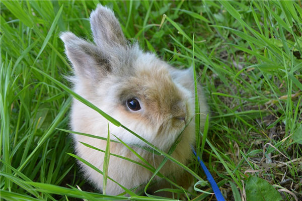 1975年屬兔男2022年運勢_十二生肖