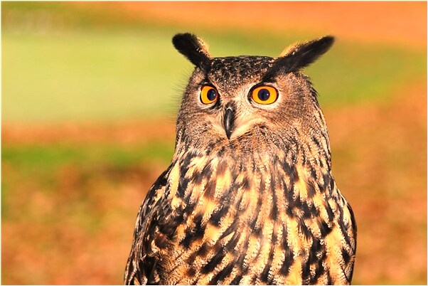 夢到別人砍我頭是咋回事_周公解夢官網