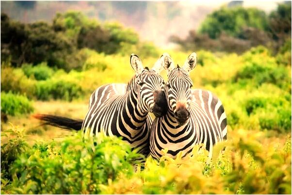 夢到餵小孩飯預示什麼_周公解夢官網
