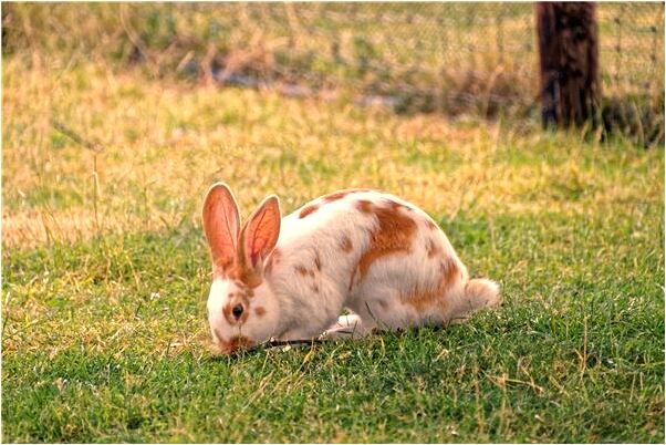夢到同學喬遷之喜是什麼預兆_周公解夢官網