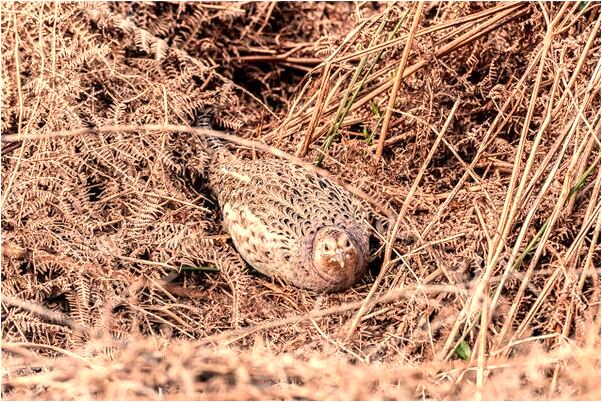 夢到了自己被小孩欺負代表著什麼_周公解夢官網