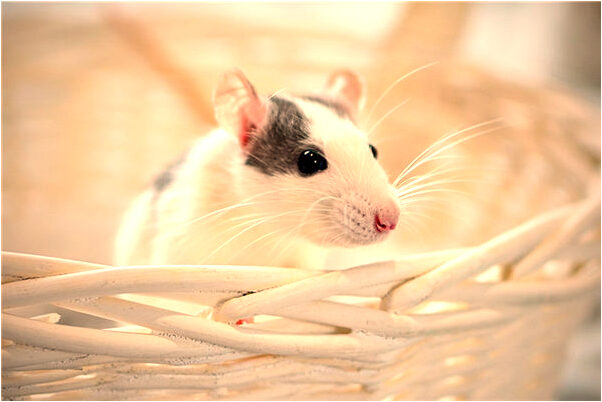 夢到自己被人打的流鼻血代表著什麼_周公解夢官網