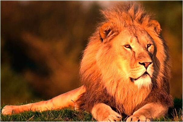 夢到了懷孕有個女孩喊媽媽有什麼說法_周公解夢官網