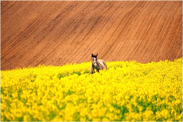 夢見嘴裡吐魚是好是壞_周公解夢官網