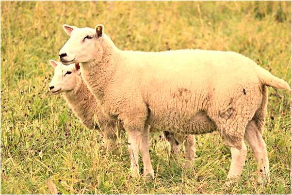 夢到了我自己流很多生理血有什麼寓意嗎？_周公解夢官網