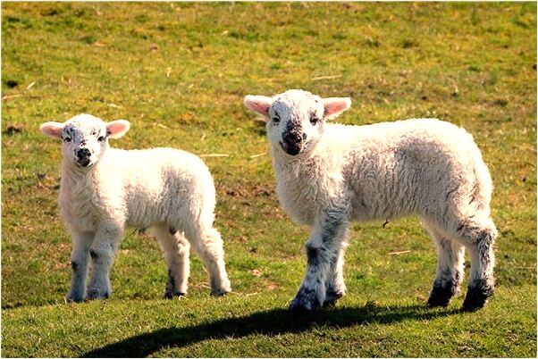 夢見雙頭蛇還有蛻的皮意味著什麼_周公解夢官網