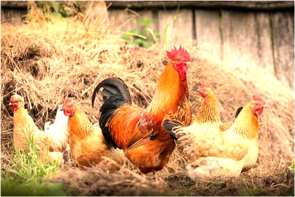 夢到了給別人家燒鍋有什麼意思_周公解夢官網