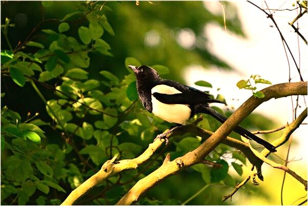 夢到了打死冬眠的蛇有什麼含義_周公解夢官網