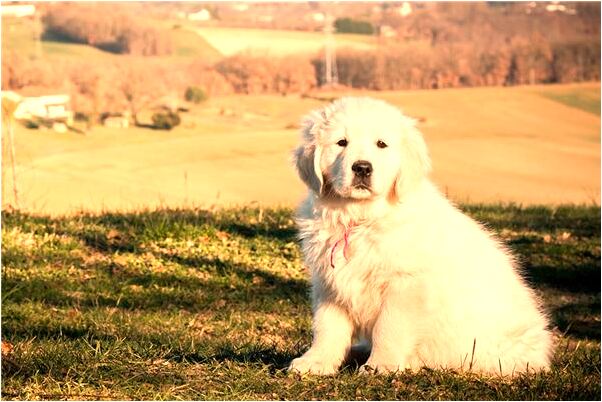 夢見商場漏雨意味著什麼_周公解夢官網