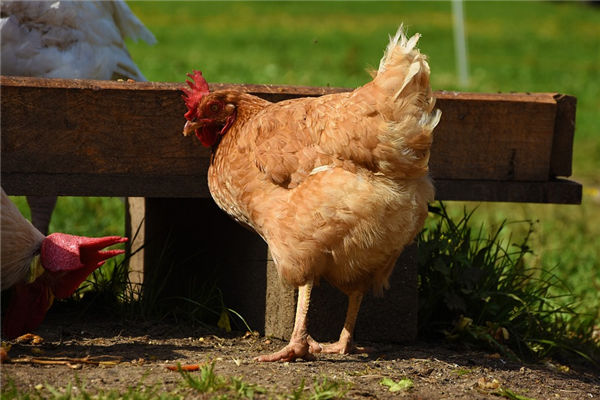 2021年屬雞的人桃花運好嗎_十二生肖