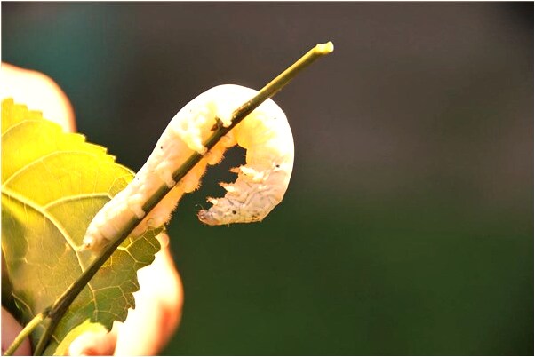 夢到墳墓旁有石獅子是咋回事_周公解夢官網