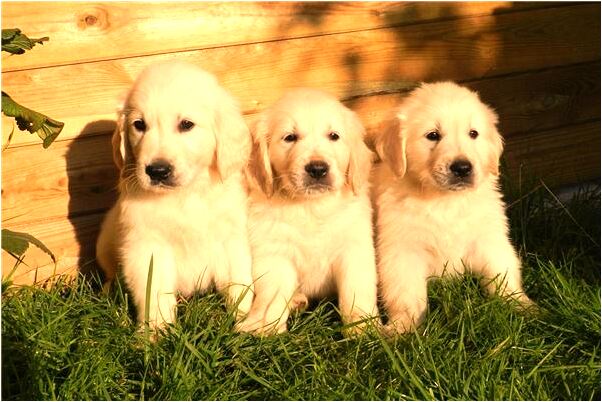 夢到了太和縣郭夢明意味著什麼_周公解夢官網