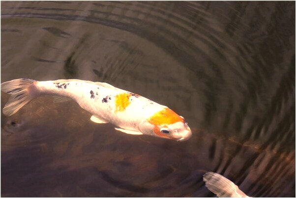 夢到老婆和別人相親代表著什麼？_周公解夢官網