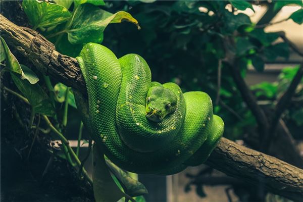 懷孕女人夢見蛇預示著什麼_周公解夢