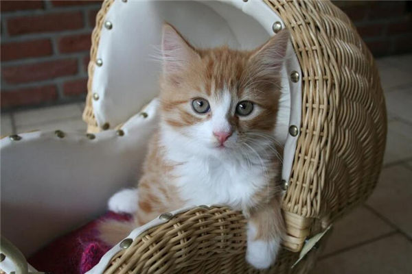 夢見一群貓是什麼意思_周公解夢