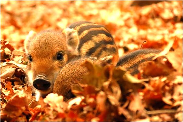 夢見窯里冒水是好的徵兆嗎_周公解夢官網