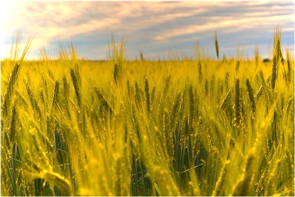 夢到大水滿橋好不好_周公解夢官網
