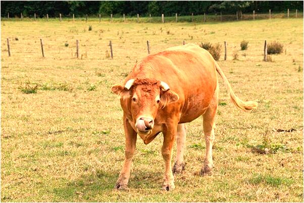 夢見朋友不幸有什麼預兆_周公解夢官網