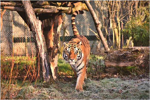 夢到掉一顆牙沒有血代表著什麼？_周公解夢官網