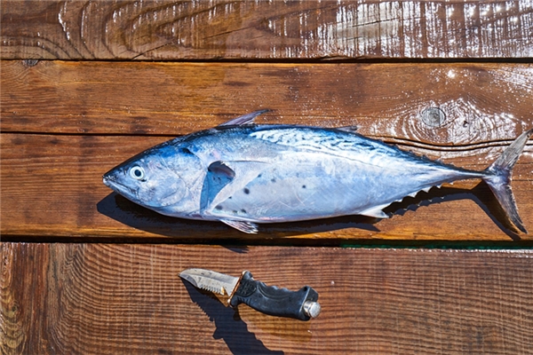 夢到了刀魚追著咬我了是咋回事_周公解夢