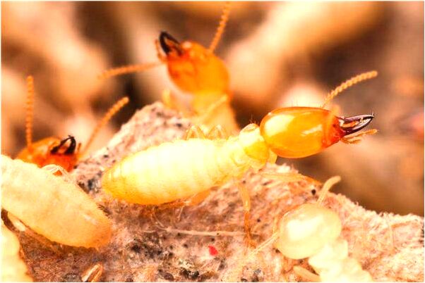 夢到了手指頭割傷了預兆了什麼嗎_周公解夢官網