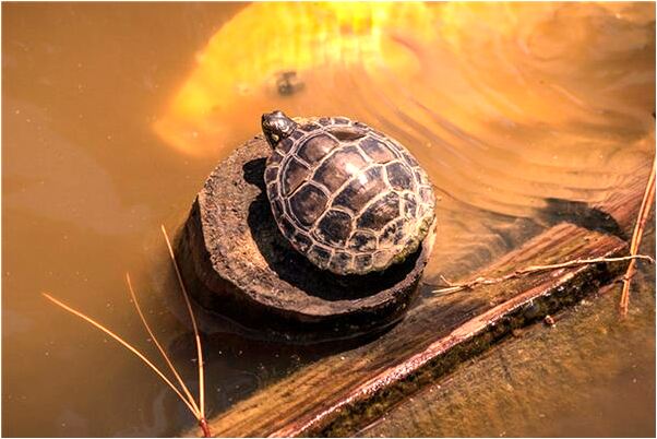 夢見夢中搬玉米是咋回事_周公解夢官網