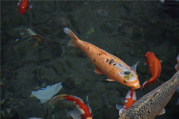 夢見大鯉魚_周公解夢