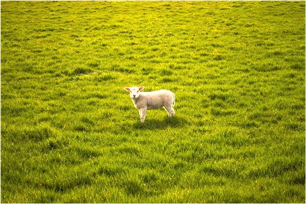 夢到見自己大便自己收拾是什麼兆頭_周公解夢官網
