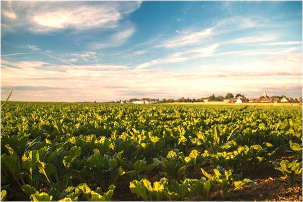 夢到姥姥去世被蒸成豆包有什麼預示嗎_周公解夢官網