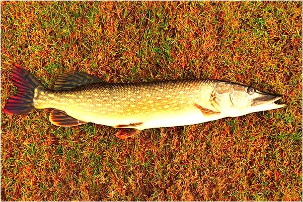 夢見給死去的人賣鞋預示什麼_周公解夢官網