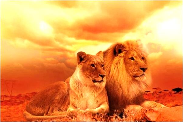 夢見洗髮精的預兆_周公解夢官網