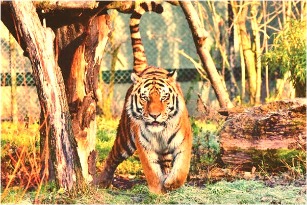 夢到給自己準備好了墓地好不好_周公解夢官網