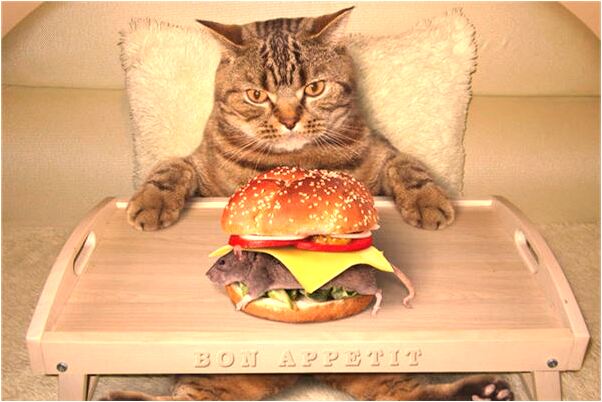 夢到了龍鳳戲珠預示著什麼_周公解夢官網