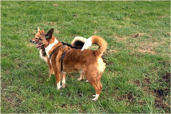 夢見出門撿手機怎么樣_周公解夢官網